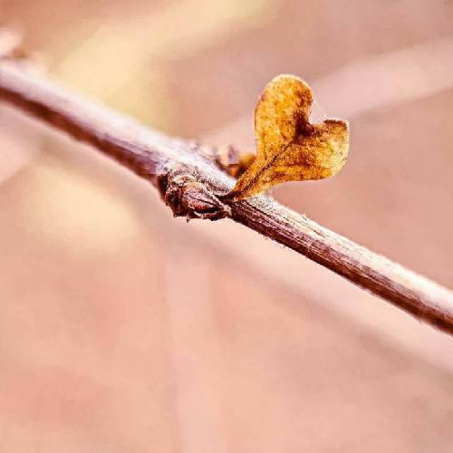 حسین منتظری دیگه بی خبر منو نذار